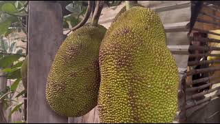 Jackfruit365 usa fruitnation satisfying fruitworld fruitcutting [upl. by Fadil11]