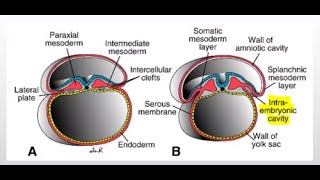 Development of the Intraembryonic coelem cavity [upl. by Muslim2]