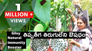 తిప్పతీగ Medicinal uses of Thippa teegaGiloyAmruthavalliNatural immunity boosterకrooనా ఖతం [upl. by Tlevesoor]