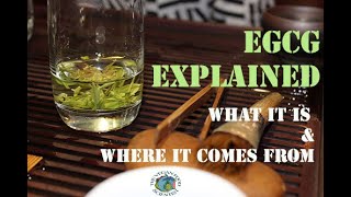 EGCG Explained  What it is and Where it comes from [upl. by Lurlene]