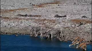 Zebras Springboks Oryx and Black Faced Impalas [upl. by Rufena]