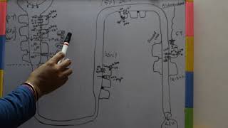 REABSORPTION OF SODIUM IN NEPHRON [upl. by Durrace]