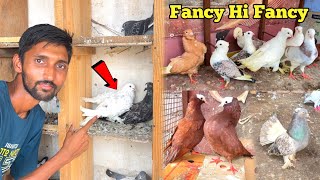 Fancy Pigeon Loft Fancy Kabootar Fantail Mukhi Beauty Umar Owl Pigeon Sentient Fancy Hi Fancy [upl. by Rolan604]