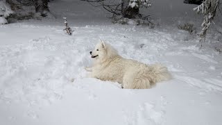 Shedding Solutions for Samoyeds  How to Keep Your Samoyeds Coat Healthy and Beautiful [upl. by Cecily]