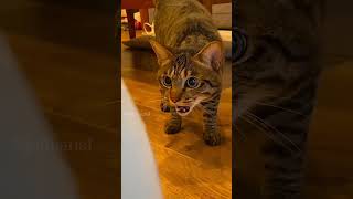 The cutest cat 🐈 shortvideo funny funnypetschannel catvideos pets cat yourcat [upl. by Ayahs]