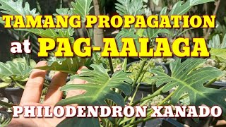 PHILODENDRON XANADU RIGHT PROPAGATION AND CARETIPS  GANITO DAPAT  64 [upl. by Samara]