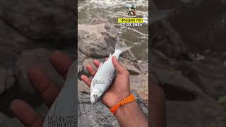 ✨Today ✅Hogenakkal Net Fishing🎣 Live Flood🌊 viral netfishing ontrending shortsfeed [upl. by Dublin]