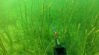 Freshwater Spearfishing [upl. by Aika]