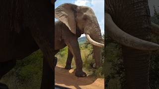 Too Close Elephant africa southafrica elephant [upl. by Roxanne662]