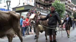 Almabtrieb 2016 in St Anton am Arlberg [upl. by Weinman]