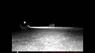 Welcome to the show Infrared lighting catches deer on camera [upl. by Modesta]