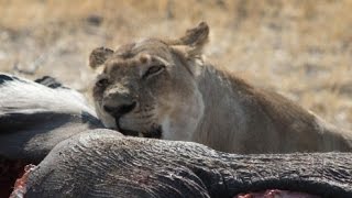 ► Lions Documentary  Specialized Lions  Special National Geographic  HD [upl. by Hartnett]