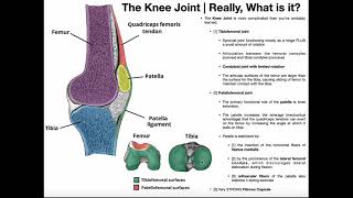 Basics of the Knee Joint  Tibiofemoral amp Patellofemoral Joints [upl. by Yeleak]