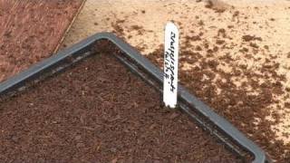 How To Plant Seeds In A Seed Tray [upl. by Naujid]