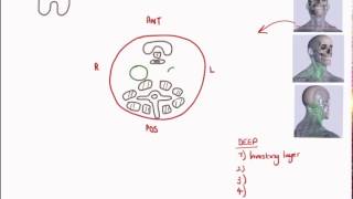 Organisation of the Neck Structures [upl. by Oaks]