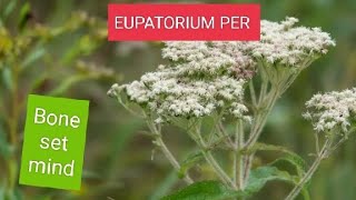 EUPATORIUM PERFOLATIUM BONESETDENGUE COVID MALARIA BONEPAIN PROSTRATION OF MIND [upl. by Hartfield]