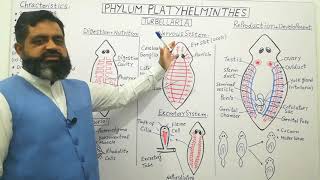 Phylum Platyhelminthes English medium profmasoodfuzail ClassTurbellaria  Anatomy of Planaria [upl. by Justino]