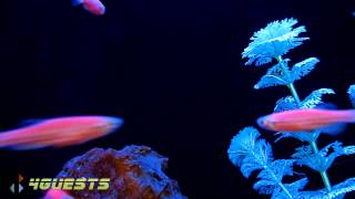 GloFish Fluorescent Fish Under Black Light [upl. by Fraya625]