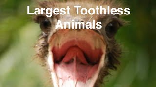 Top 10 Largest Toothless Animals [upl. by Attenaej612]