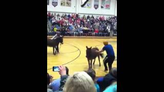 Donkey basketball east wilkes middle [upl. by Coryden]