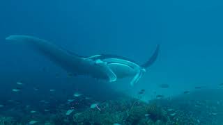 Diving Raja Ampat January 2020 [upl. by Olecram323]