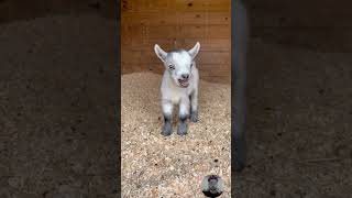 Funny Animal sound in buffalo panda Giraffe goat cat Dog Animal ytshorts cute baby goat [upl. by Chapen]