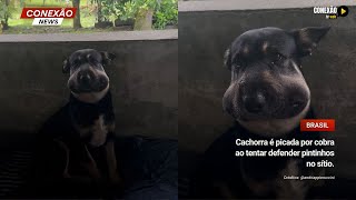 Cachorra é picada por cobra ao tentar defender pintinhos no sítio [upl. by Sela]