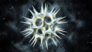 Acrosphaera Radiolaria [upl. by Mayhew]