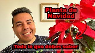 Cómo cuidar la PLANTA DE PASCUA o Planta de NAVIDAD 🎄 EL MEJOR REGALO de NAVIDAD REGALA UNA PLANTA [upl. by Ahseenak222]