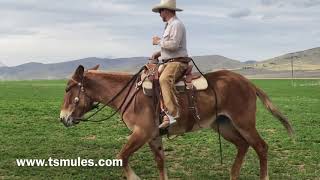 Everyday Mulemanship Challenge Week 18 [upl. by Bucky]