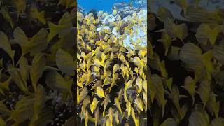 দারুণ গোল্ড পিষ চিংড়ি shortvideo fish aquariumfishpriceinbangladesh [upl. by Hannahoj812]