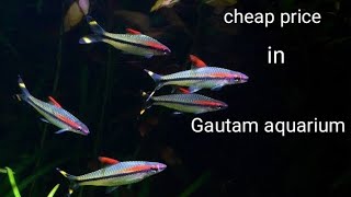 cheap price Denison barb in Gautam aquarium [upl. by Gilmore]