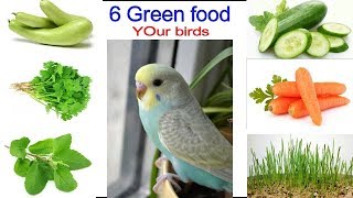 Budgies parrot 6 Green Food full Detail  finches java cocktail love birds green food [upl. by Alicsirp]