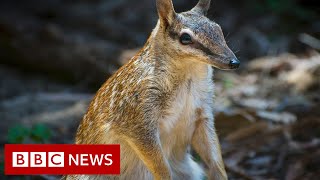 Saving Australias numbats  BBC News [upl. by Grand312]