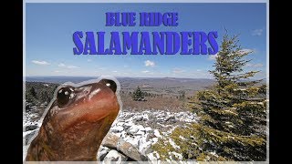 Herping Blue Ridge Mountains  Cumberland Plateau  Salamanders [upl. by Osana]