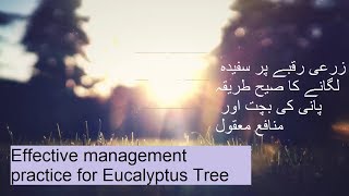 Benefits of Eucalyptus Tree  سفیدہ کے درخت کے فوائد UrduHindi  Sufaida k fawaed [upl. by Schnabel]