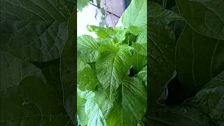 Growing Callaloo from seeds balcony garden [upl. by Repmek]