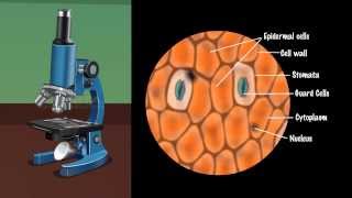 Demonstration of Stomata on a Leaf Peel  MeitY OLabs [upl. by Ablasor]