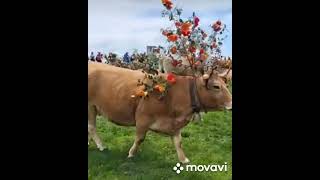 transhumance de bonne combe Aubrac 2023 [upl. by Ttayh]