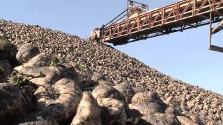 Special Episode Sugar Beet Harvest  Americas Heartland [upl. by Aisatna]