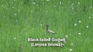 Birds of Poland  Gulls Terns amp Waders [upl. by Yaja]