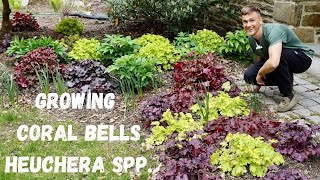 CORAL BELLS Heuchera spp  Where to Plant amp How to Grow [upl. by Ardnayek]