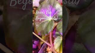 FistaBears Ear brown begoniaplants music  природные бегонии [upl. by Magill]