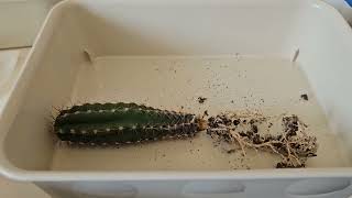 Blackened Trichocereus Pachanoi seedling investigation and repotting [upl. by Elletnuahs]