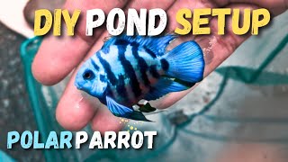 Diy Polar parrot Fish Pond 🤩🤩Polar parrot Breeding fish tank🐠💞 [upl. by Mikahs]