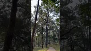 ഈ കോളനി റോഡ് കണ്ടിട്ടുണ്ടോ wayanad pulpally bathery forest nature trendingshorts [upl. by Rumit]