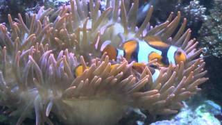 Nemos in Anemone [upl. by Earla]