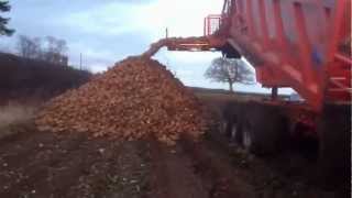 First Demo Of Larrington Ejector Crop Transfer Trailer Heaping Sugarbeet [upl. by Anaihk121]