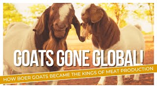 Everything You Need to Know About Boer Goats [upl. by Artened]