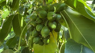 What’s trees got fruitlets END OF OCTOBER 2024 Melbourne 🇦🇺🌼😊￼ [upl. by Ahsemrak196]